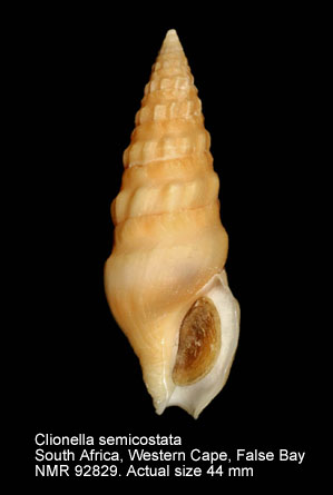 Clionella semicostata (2).jpg - Clionella semicostata (Kiener,1840)